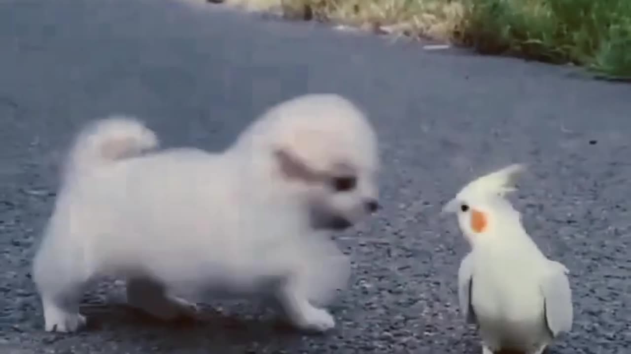 So must instrasting and funny videos for dog