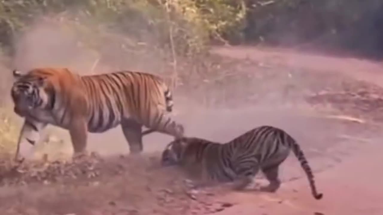 Tigers Brutality FIGHTING For King Of The Jungle!