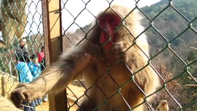 Japanese Monkey (nihonzaru) Reaction to a Magic Trick!!