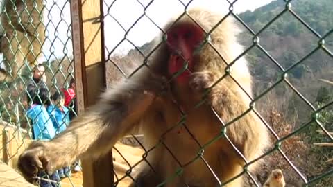 Japanese Monkey (nihonzaru) Reaction to a Magic Trick!!