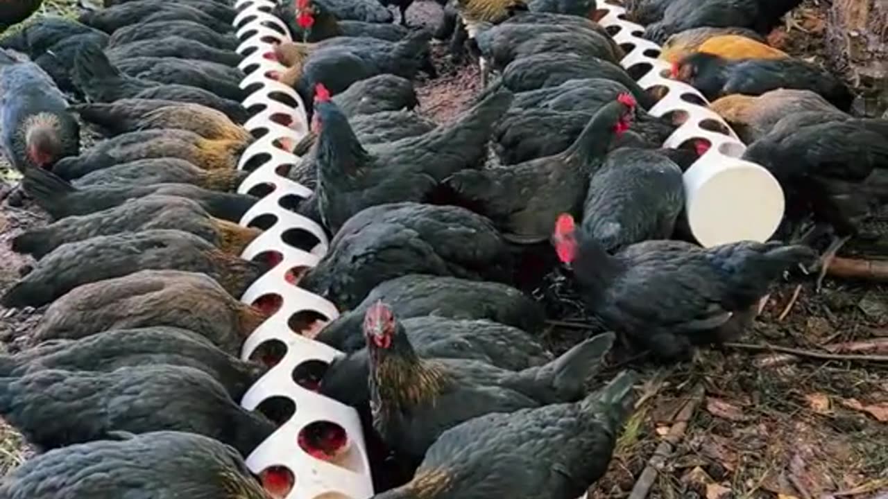 DIY Simple Poultry Idea