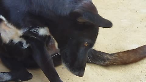 love from the puppy to her child is very sincere