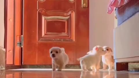 Beautiful puppies having fun #shorts #viral #shortsvideo #video