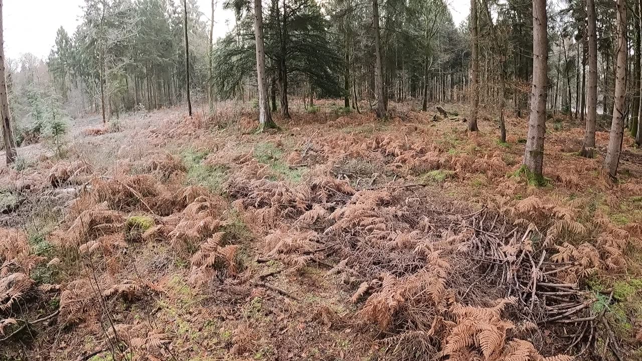 Walking in the woods 22nd Jan 2023