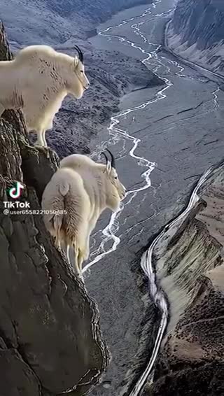 Watch how the mountain goats stand on the edge