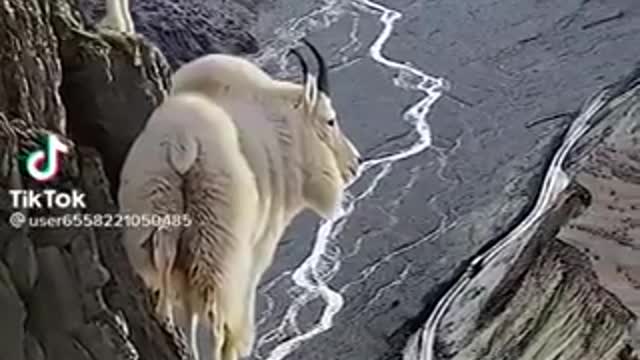 Watch how the mountain goats stand on the edge