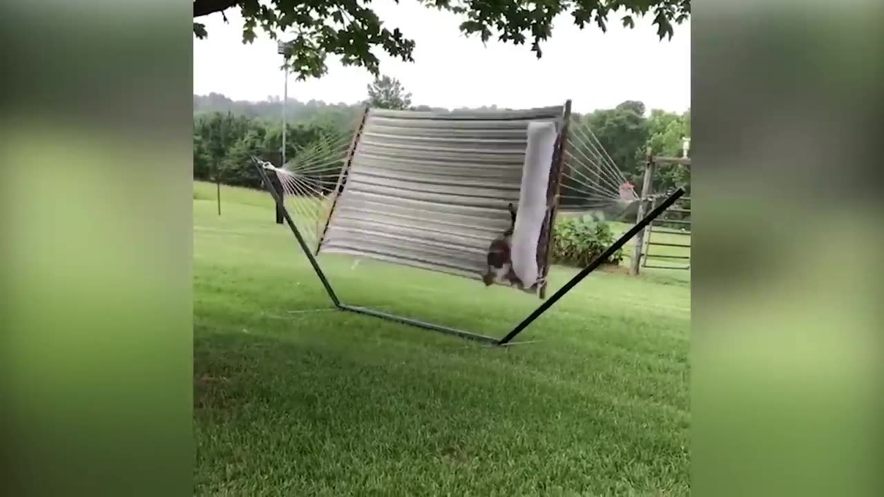 Try Not To Laugh Animals | Funniest Cat Videos In The World | Funny Animal Videos