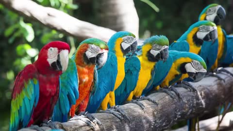 MACAWS - God's Amazing Animals