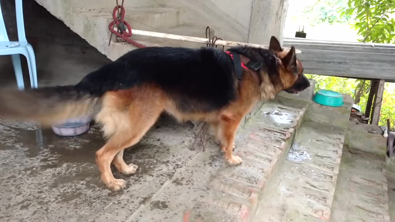 German Shepherd barking