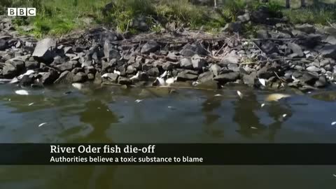 Tons of dead fish found in river on German-Polish border