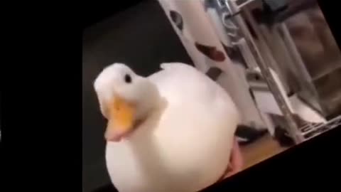 Singing duck