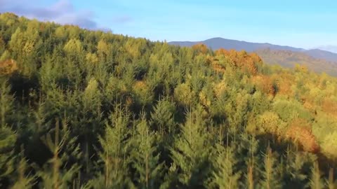 Enchanting Autumn Forests with Beautiful Piano Music