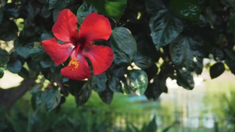 Red flower of a tree in a garden