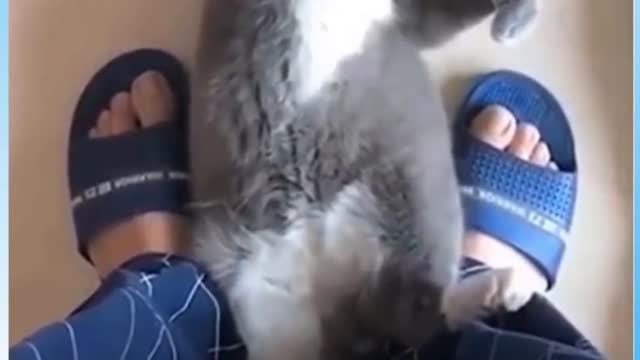 Cute Cat Slo-mo Dance #Funny #Video