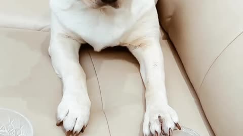 Funny animal video 😂😂 funniest dogs video