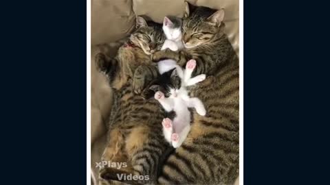 Cute/Funny Cats