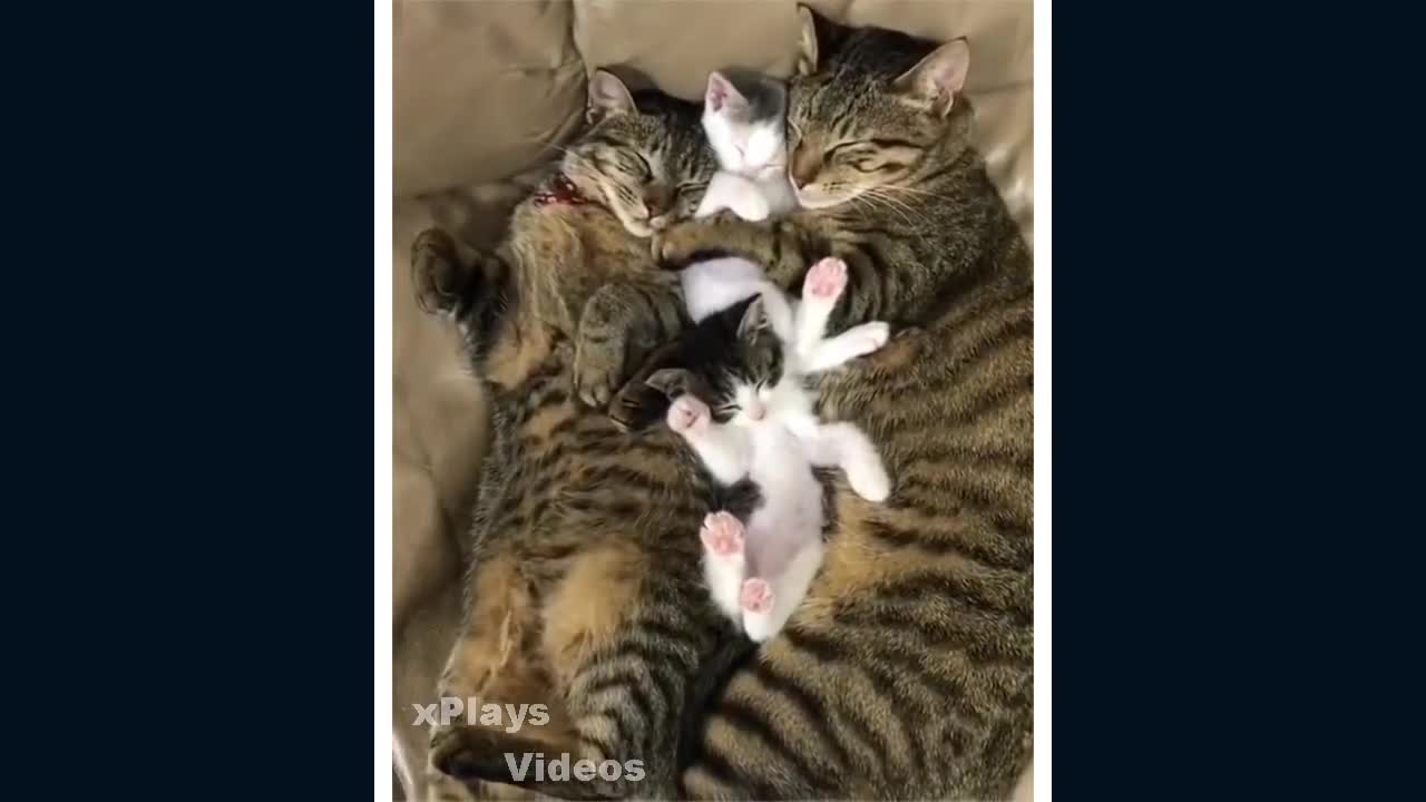 Cute/Funny Cats