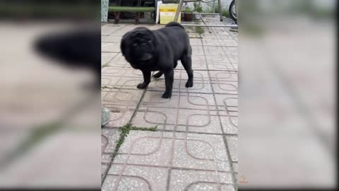 Funny Cat and Dog Videos That Will Make Your Day