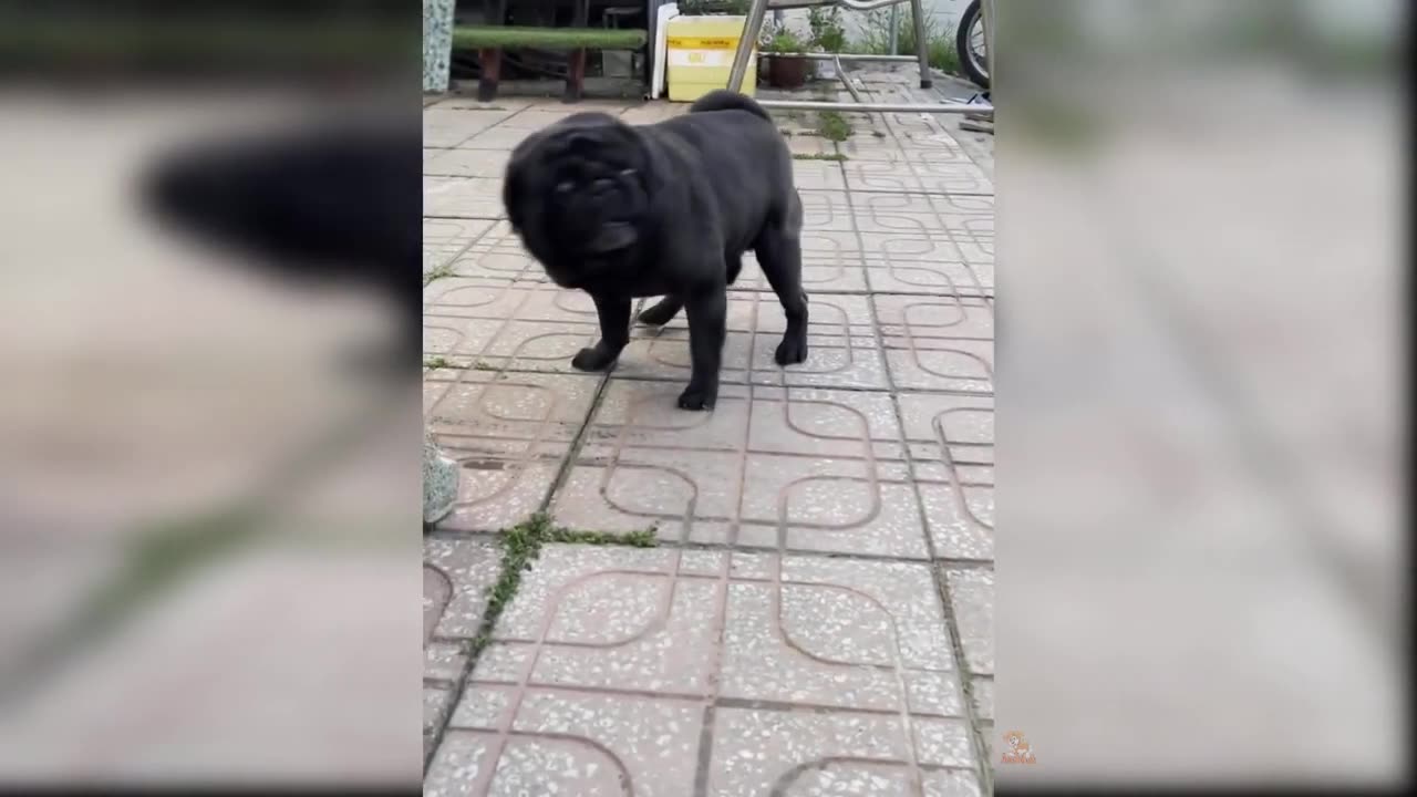 Funny Cat and Dog Videos That Will Make Your Day