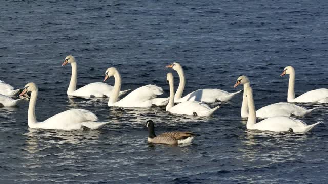 Swans and geese swim in the water and in the sun