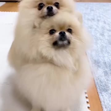 Lovely dogs 🐕 lovely moment