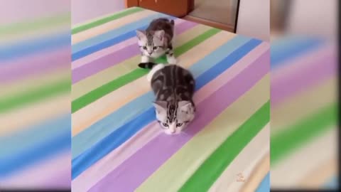 cute and cute cat