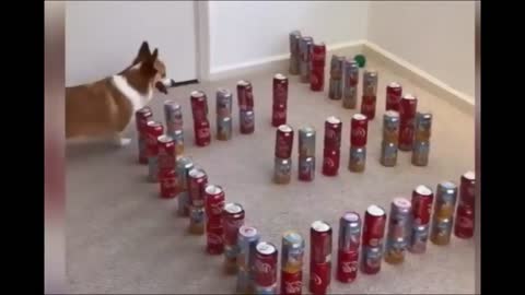 Funny animals