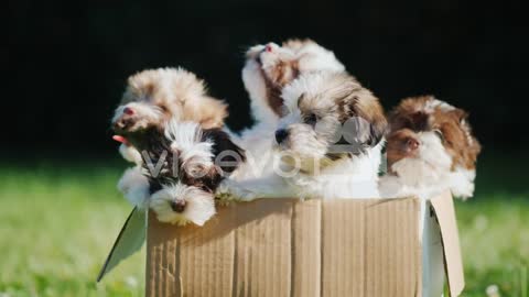 Fluffy Puppies in Cardboard Box