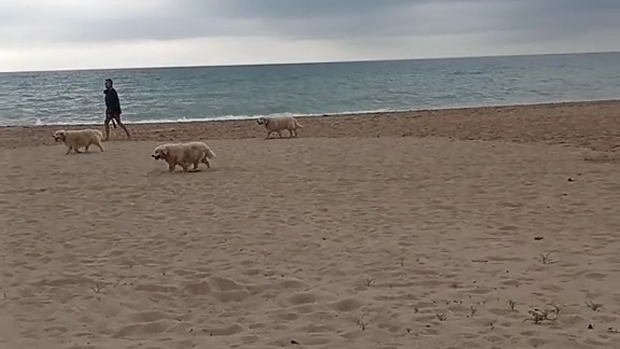 Dogs at the beach