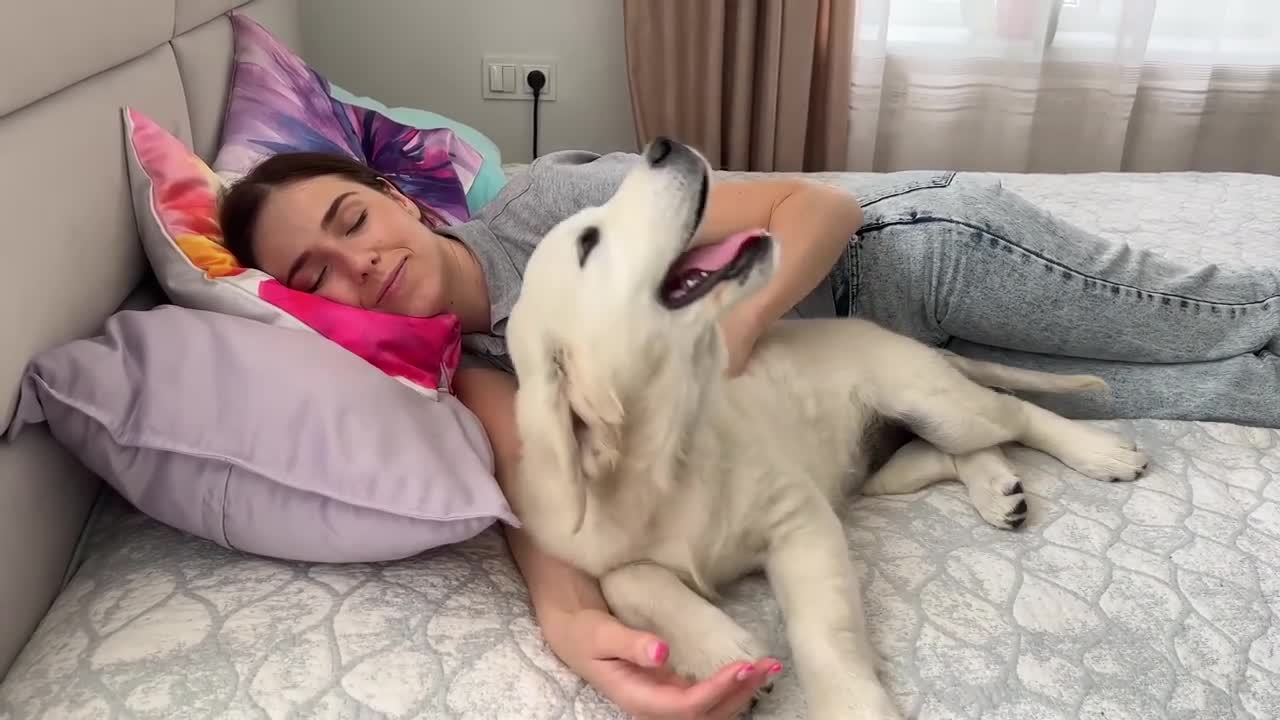 Golden Retriever Puppy Wakes up his Human Mom for a Hug