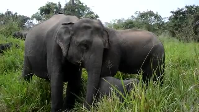 Cute elephants