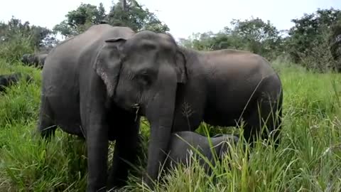 Cute elephants