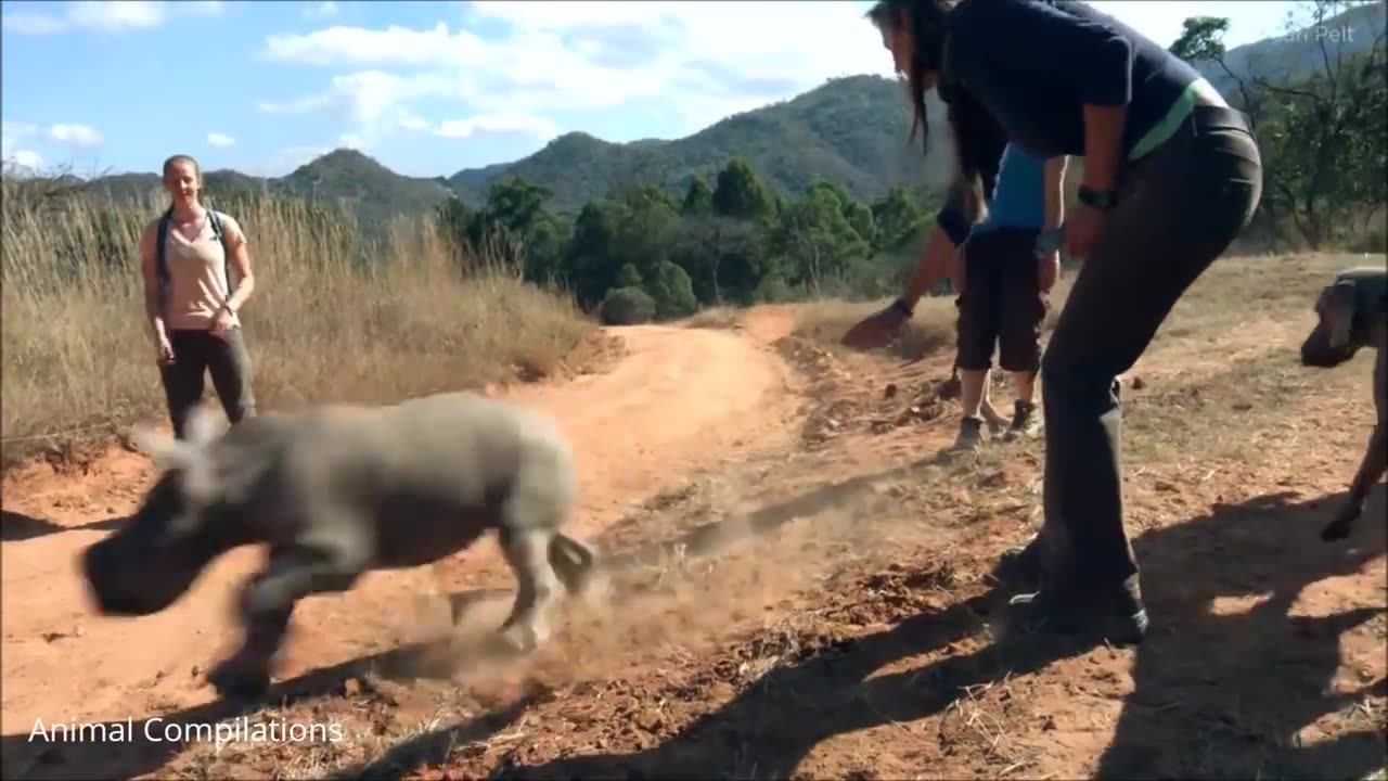 Unforgettable Baby Rhino Charges - Ultimate Funny Compilation