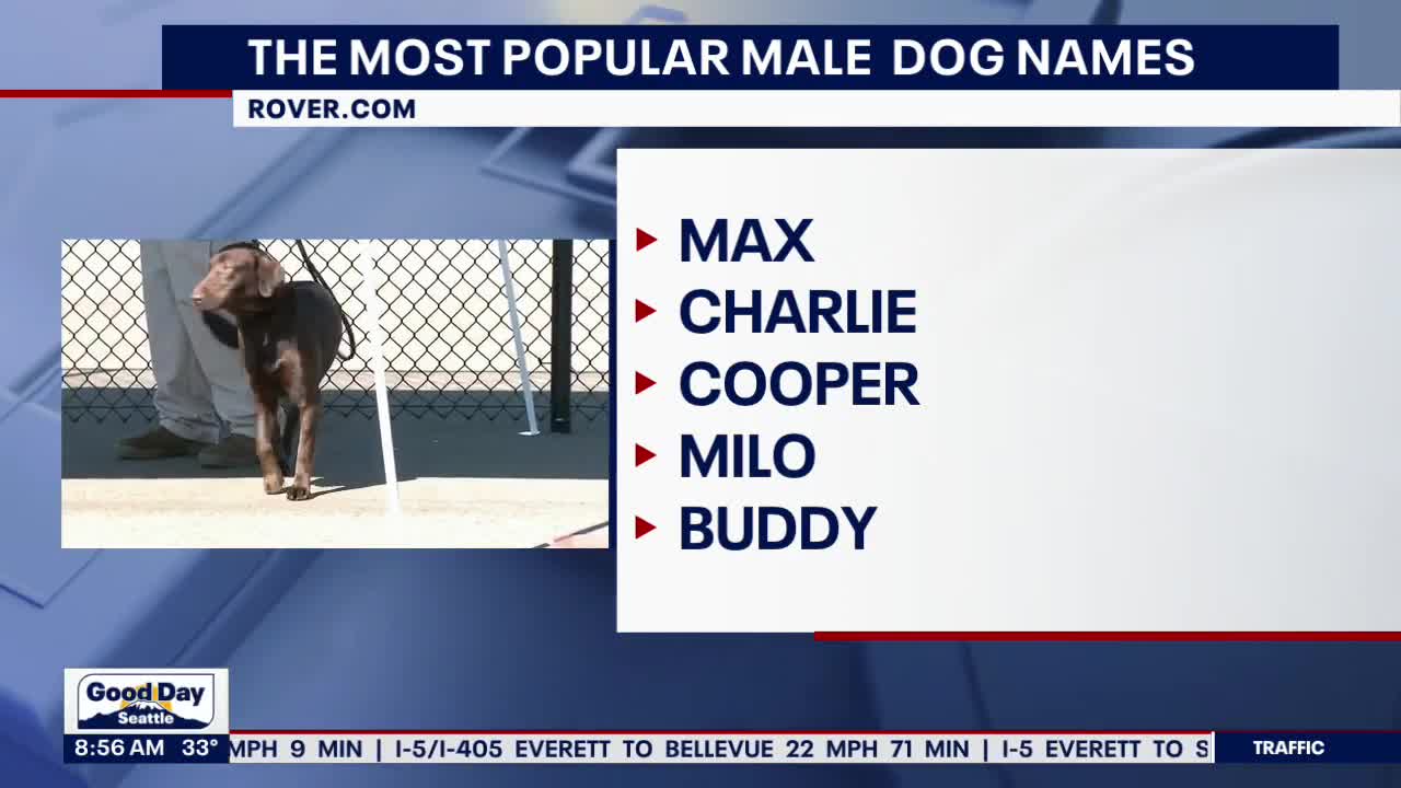 The most popular dog names of 2022 | FOX 13 Seattle