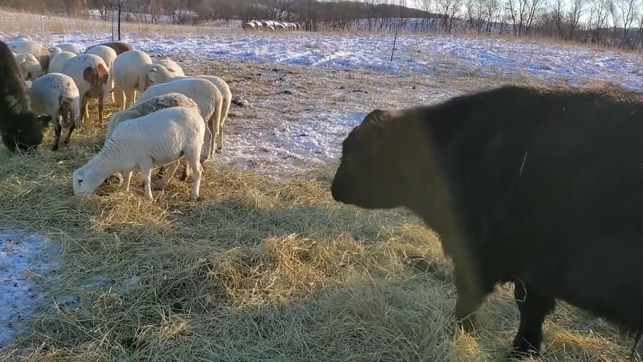 Feeding the Flerd in the Winter Cow and Calf Update