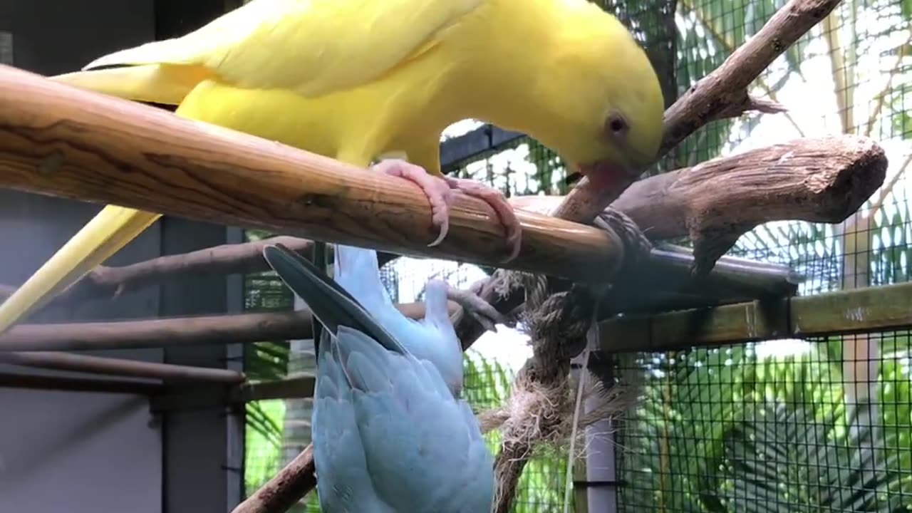 Yellow parrot on a branch in a cage