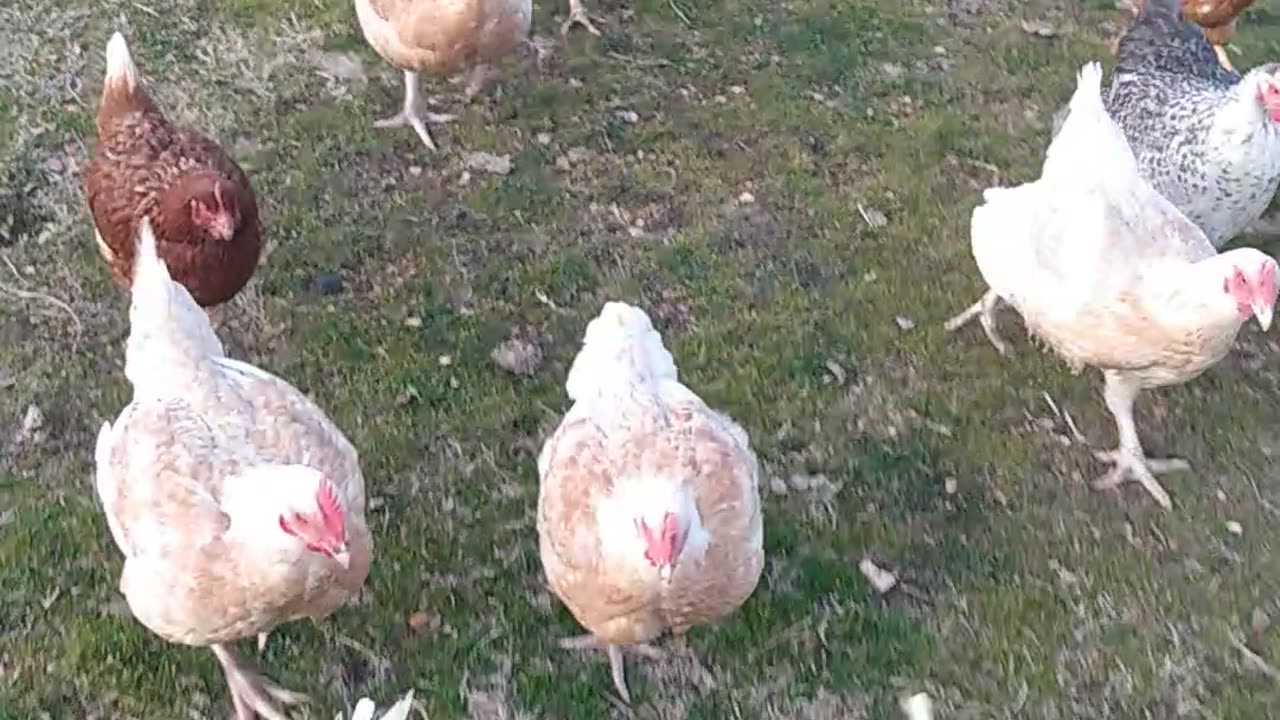 When Chickens Attack!