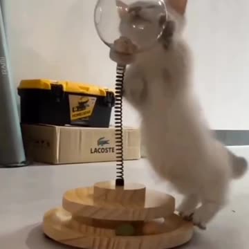 Kitten Learns to Take Food