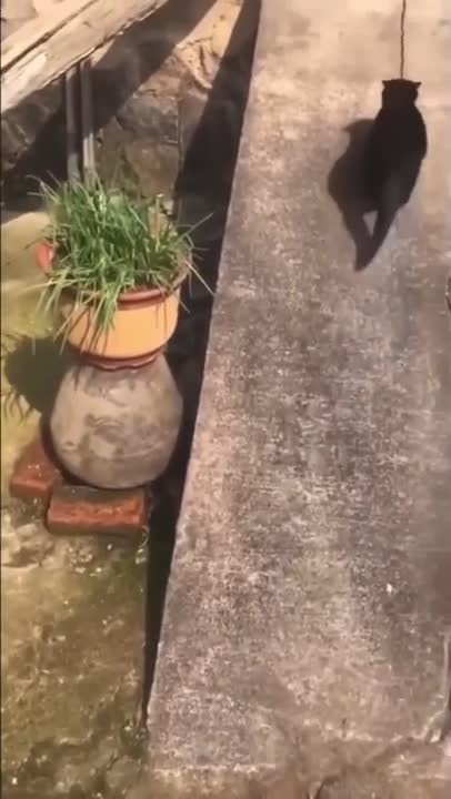 Cat slides down