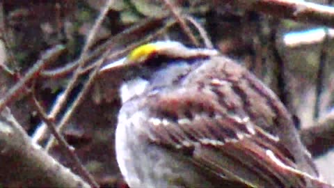 White-throated sparrow