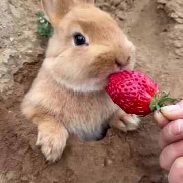 Rabbit love to eat strawberry 🍓