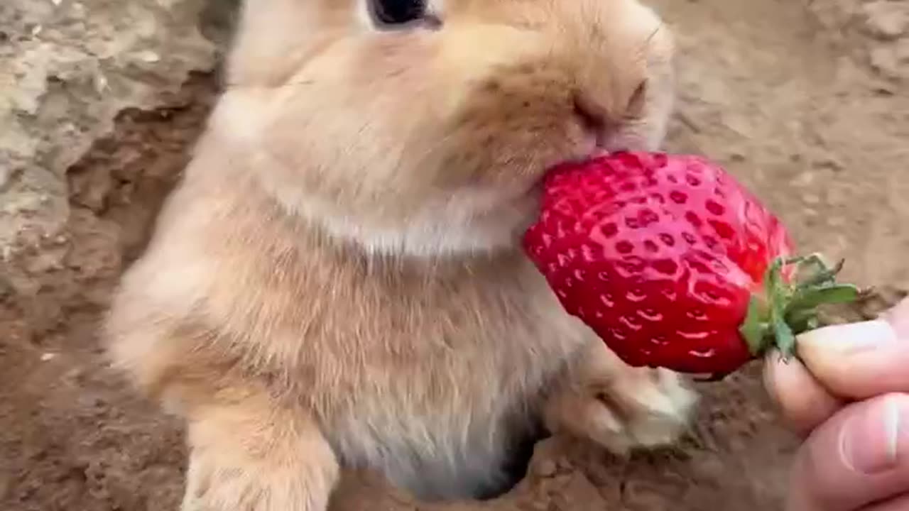 Rabbit love to eat strawberry 🍓