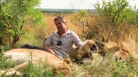 Do LIONS Like Coffee _ The Lion Whisperer