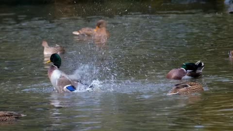 Ducks fun water don't touch screen😂