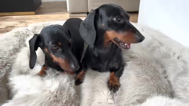 Dachshunds jumping over toilet rolls.