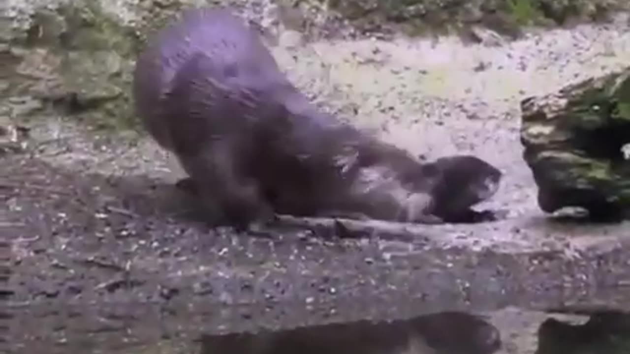 Not Bad - Dad Otter teaches his Baby how to swim!!