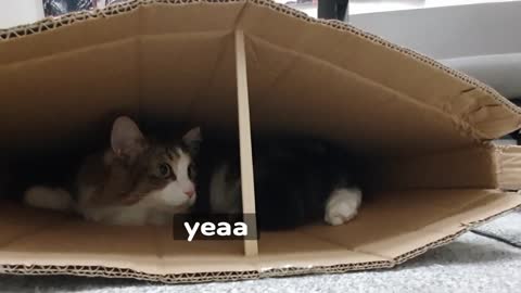 The contents are yours. box is mine