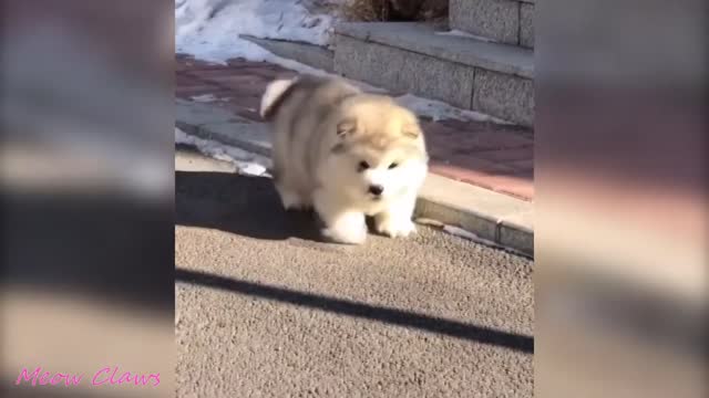 Baby Alaskan Malamute Cutest