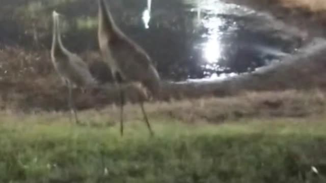 The nature zone: Big bird under thr moon light.