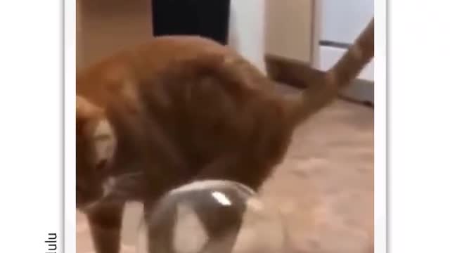 I dont like this boss